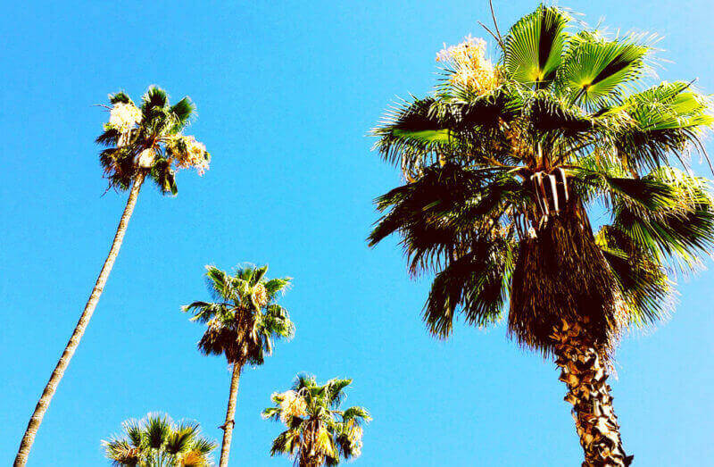 Palm trees lining the streets of L.A. as we left.