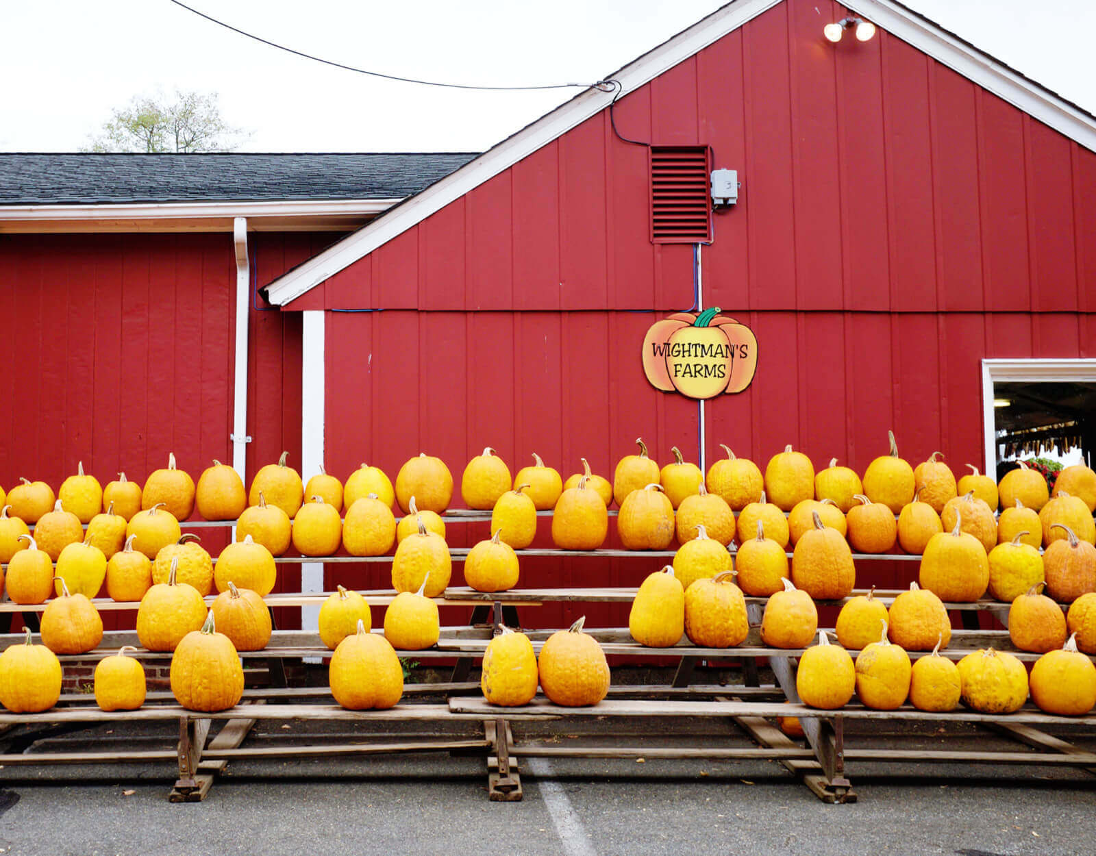 Apple Picking at Wightman’s Farm – The Fun – She’s So Bright