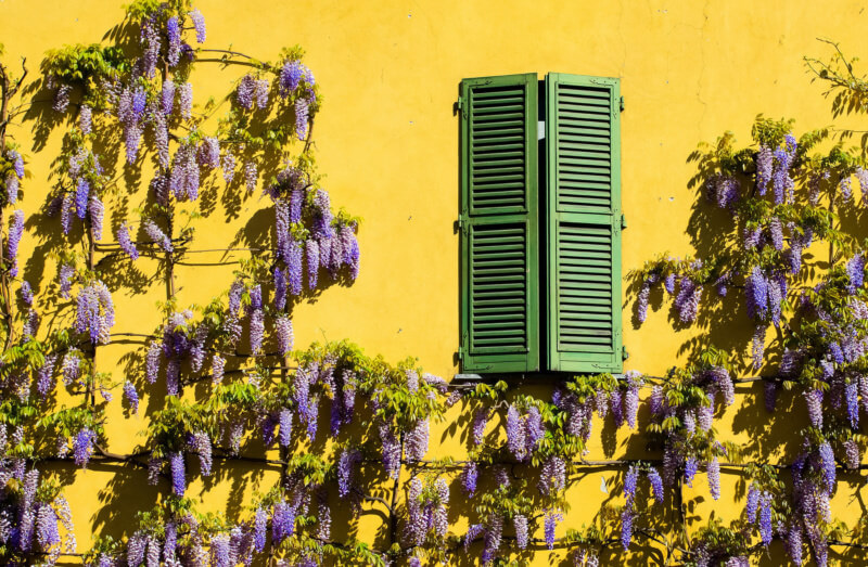 She's So Bright - Window Boxes of My Dreams