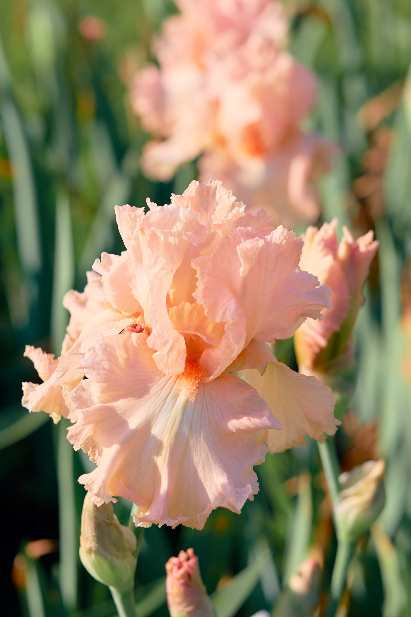 A Walk Through the Iris Gardens – She's So Bright