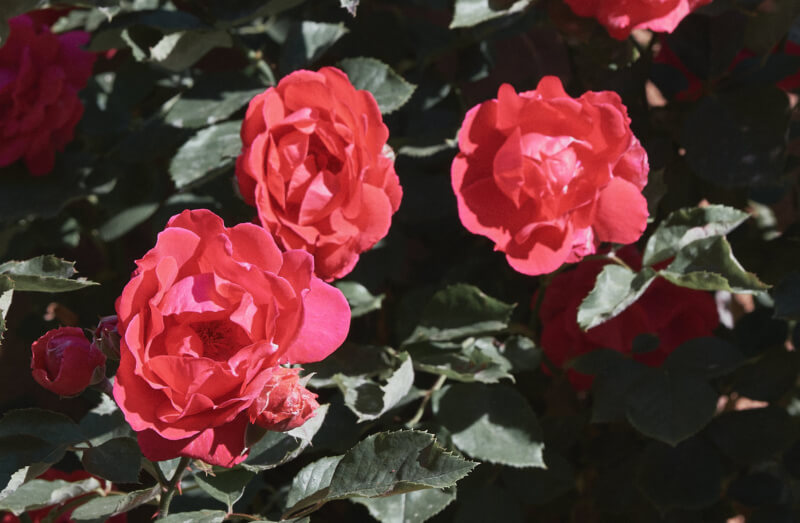 She's So Bright - Thoughts for the Weekend, Santa Fe Roses