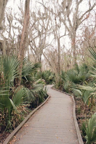 The Eerie Loveliness of the Jean Lafitte Swamp – She's So Bright