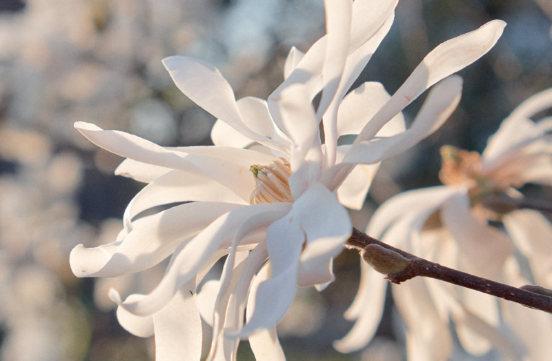 She's So Bright - Thoughts for the Weekend, April 20, 2018