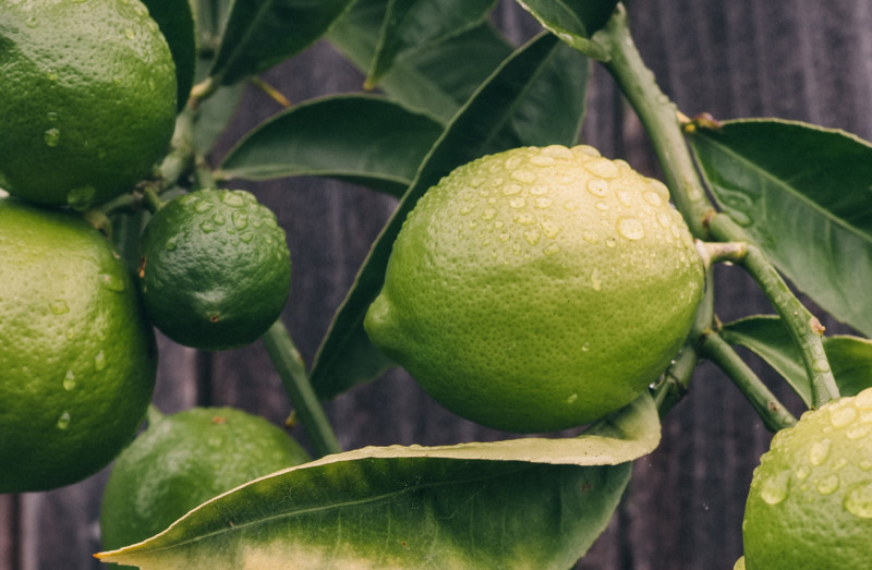 She's So Bright - A Moody Little California Lime, botanicals, plant, fruit, photography.