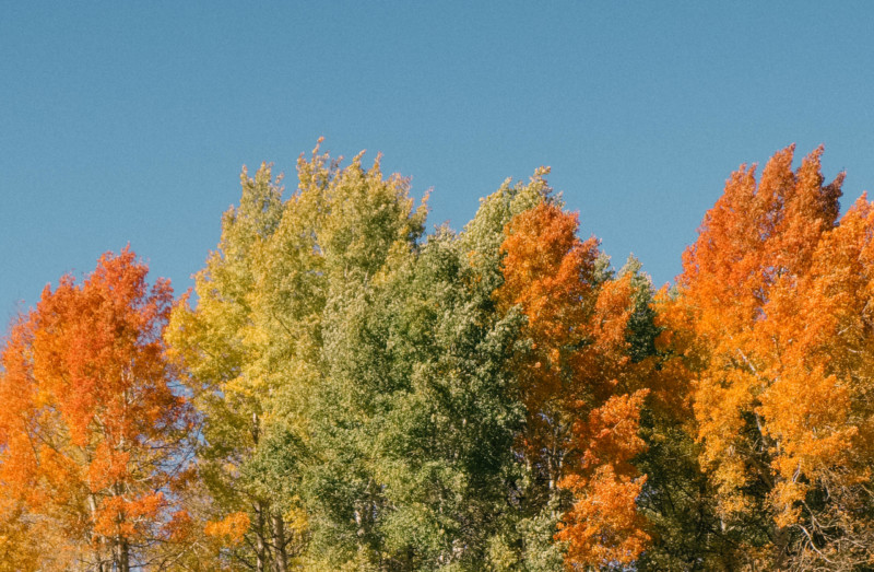 The Colorful Wonders of Fall - She's So Bright, Fall, Fall Colors, Autumn, Rainbow, Leaves, Trees