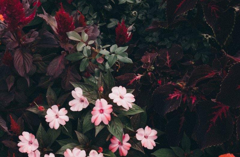She's So Bright - Thoughts for the Weekend and Looking Forward to Fall, Moody Flowers, Landscape, Garden