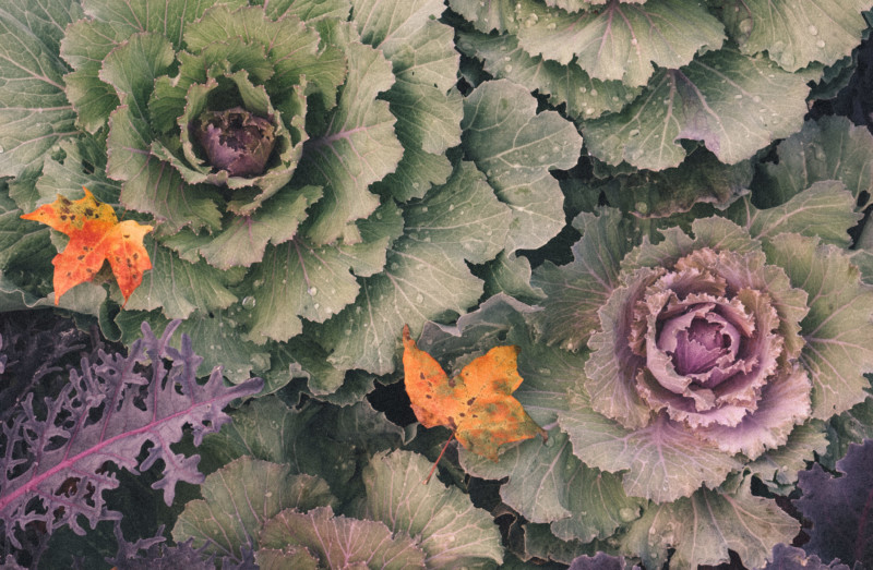The Last Colors and Textures of Fall - She's So Bright, Autumn, Floral, Botanical, Photography, Cozy, Fall Porn