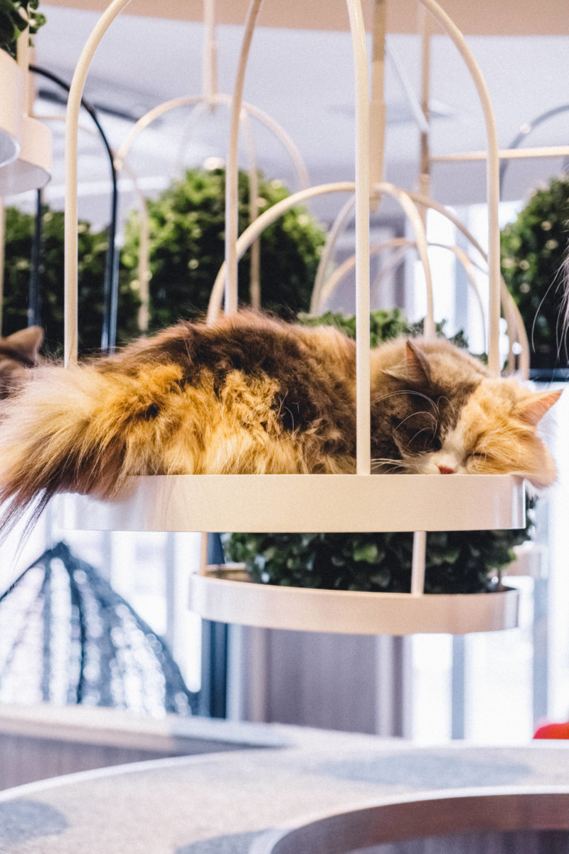 Scenes from a Tokyo Cat Cafe - She's So Bright, Cats, Kitties, Tokyo, Persian, Cute, Aww, Adorable, Animals, Kittens